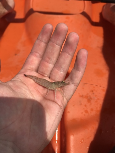 Penaeus aztecus