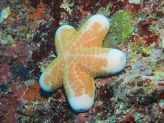Choriaster granulatus