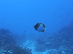 Hemitaurichthys polylepis