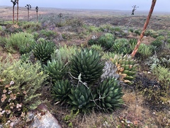 Agave shawii shawii