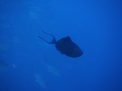 Odonus niger