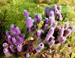 Callyspongia