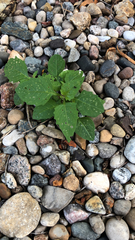 Solanum emulans