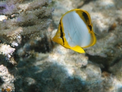 Chaetodon xanthocephalus