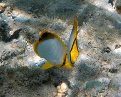 Chaetodon xanthocephalus