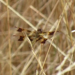 Perithemis tenera