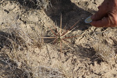 Grusonia
