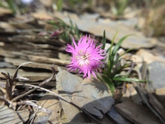 Dianthus pygmaeus