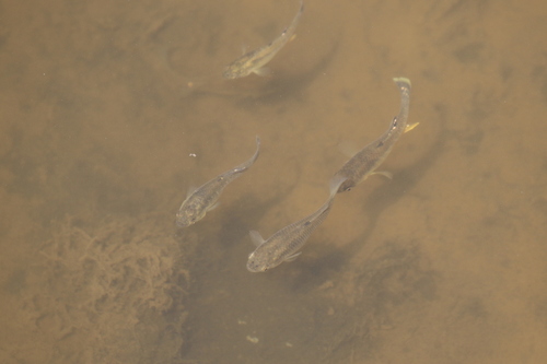 Fundulus heteroclitus