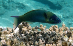 Thalassoma genivittatum