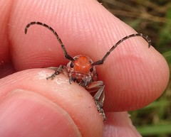 Tetraopes mandibularis