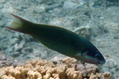 Thalassoma genivittatum