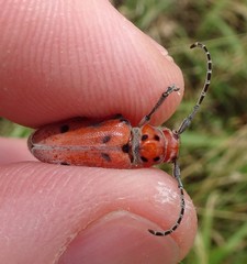 Tetraopes mandibularis