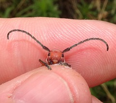 Tetraopes mandibularis