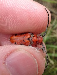 Tetraopes mandibularis