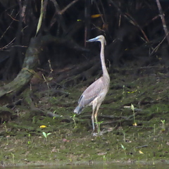 Ardea sumatrana