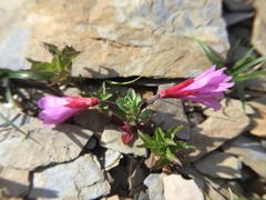 Epilobium nankotaizanense