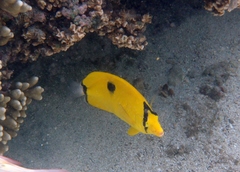 Chaetodon interruptus