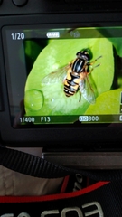 Helophilus pendulus