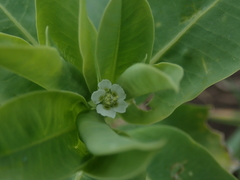 Euphorbia marginata
