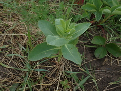 Euphorbia marginata