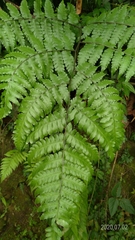 Diplazium doederleinii