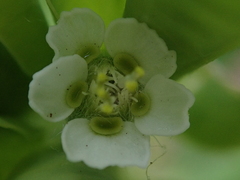 Euphorbia marginata