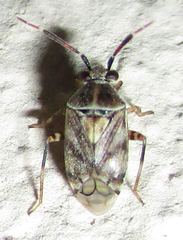 Eurystylus