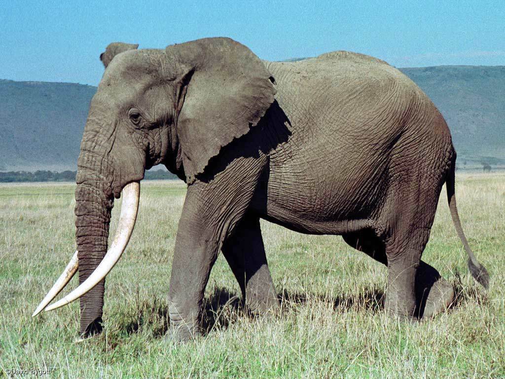 African Bush Elephant Mammals Of The Wap Complex · Inaturalist