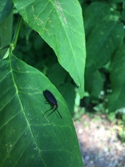 Lucidota atra