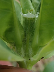 Euphorbia marginata