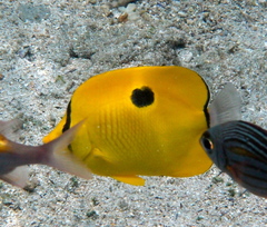 Chaetodon interruptus