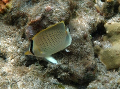 Chaetodon guttatissimus