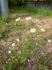 Tripleurospermum inodorum