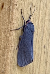 Virbia laeta