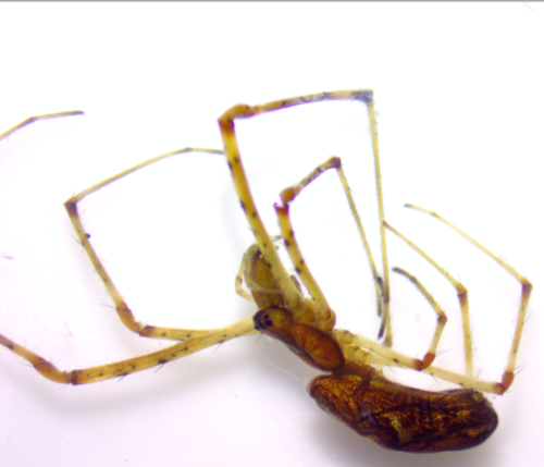 Versicolor Long-jawed Orbweaver photo 2