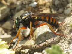 Saropogon flavicinctus