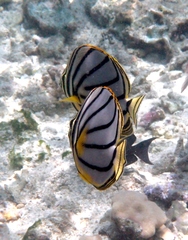 Chaetodon meyeri