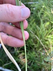 Carex planispicata