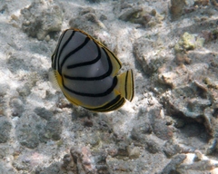Chaetodon meyeri
