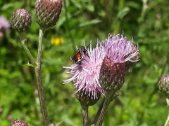 Epeoloides coecutiens