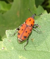 Rhodobaenus tredecimpunctatus