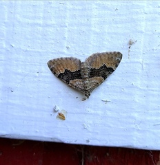 Xanthorhoe quadrifasiata