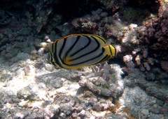Chaetodon meyeri