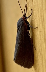 Virbia laeta