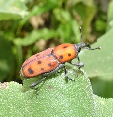 Rhodobaenus tredecimpunctatus