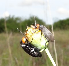 Epicauta atrata
