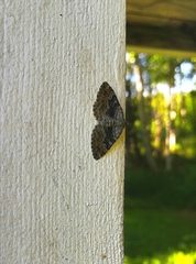 Xanthorhoe quadrifasiata