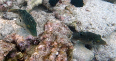 Canthigaster petersii