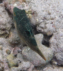 Canthigaster petersii